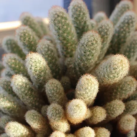 Apartment Bellavista Olbia