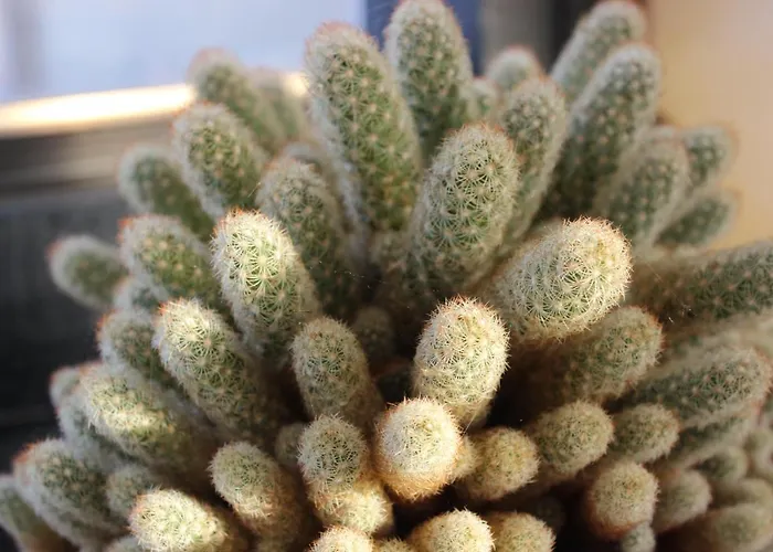 Apartment Bellavista Olbia